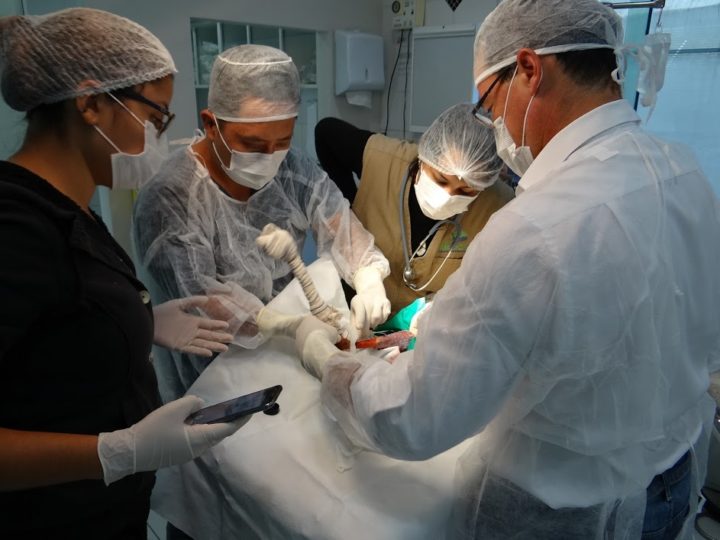 Parceria: Clinicão & Gato e Mata Ciliar operam Siriema