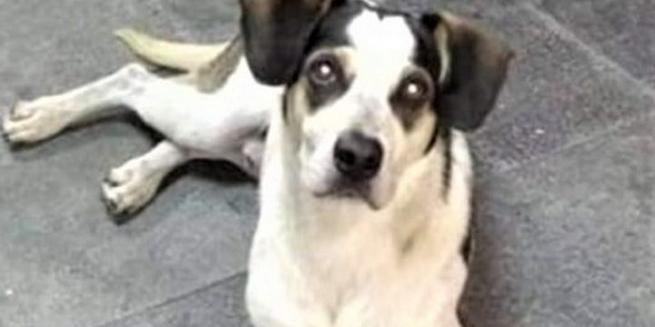 Hemorragia matou cachorro do Carrefour de Osasco, diz veterinária que tentou salvá-lo