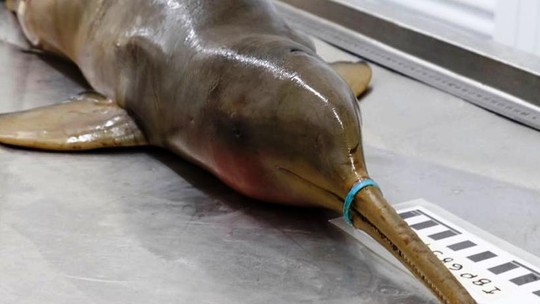 Lacre plástico faz golfinho em extinção morrer de fome na costa de SP
